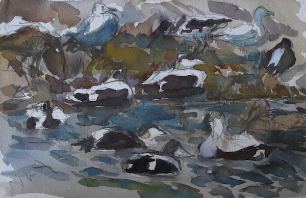 Eider Ducks and Gulls
